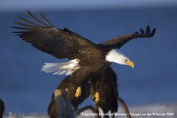 Bald Eagle in habitat