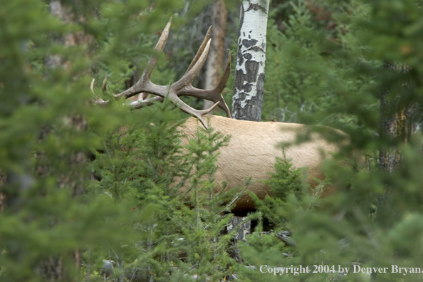 Rocky Mountain bull elk in habitat.