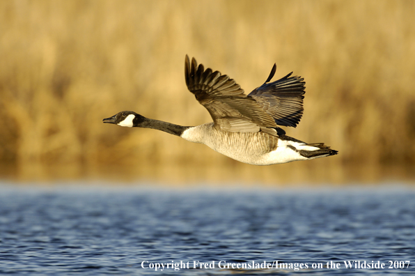 Canadian Goose in flight