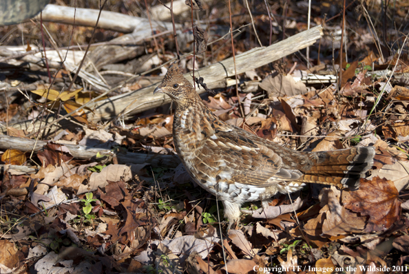 Ruffed Grouse in habitat. 
