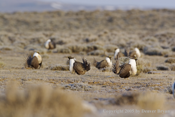 Sage grouse displaying on booming ground.