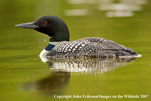 Loon in habitat