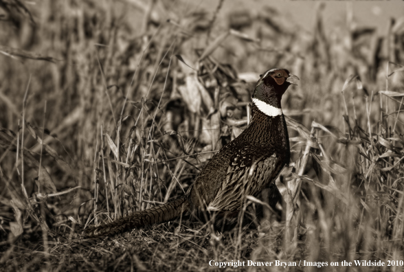 Ring-necked pheasant standing in field. (Original image #00890-00810)