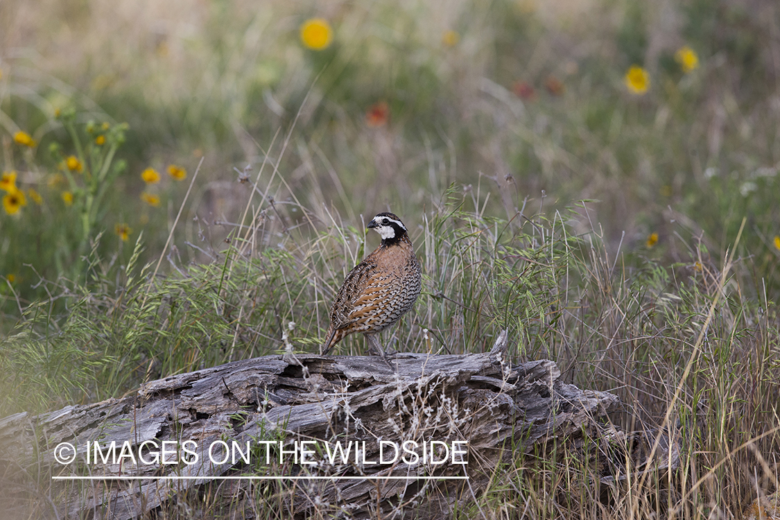 Bobwhite Quail in habitat.
