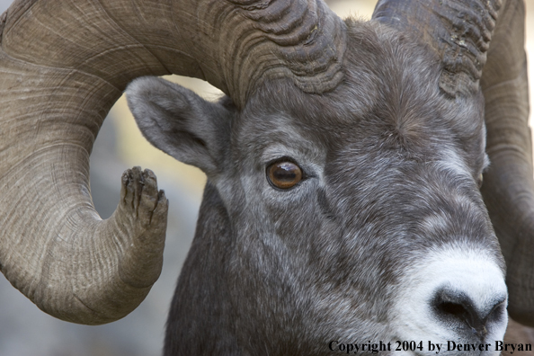 Rocky Mountain bighorn sheep (ram).