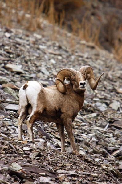 Rocky Mountain Big Horn Sheep