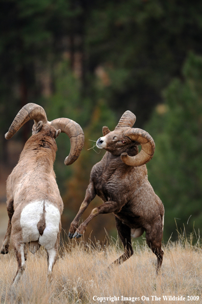 Rocky Mountain Bighorn Sheep