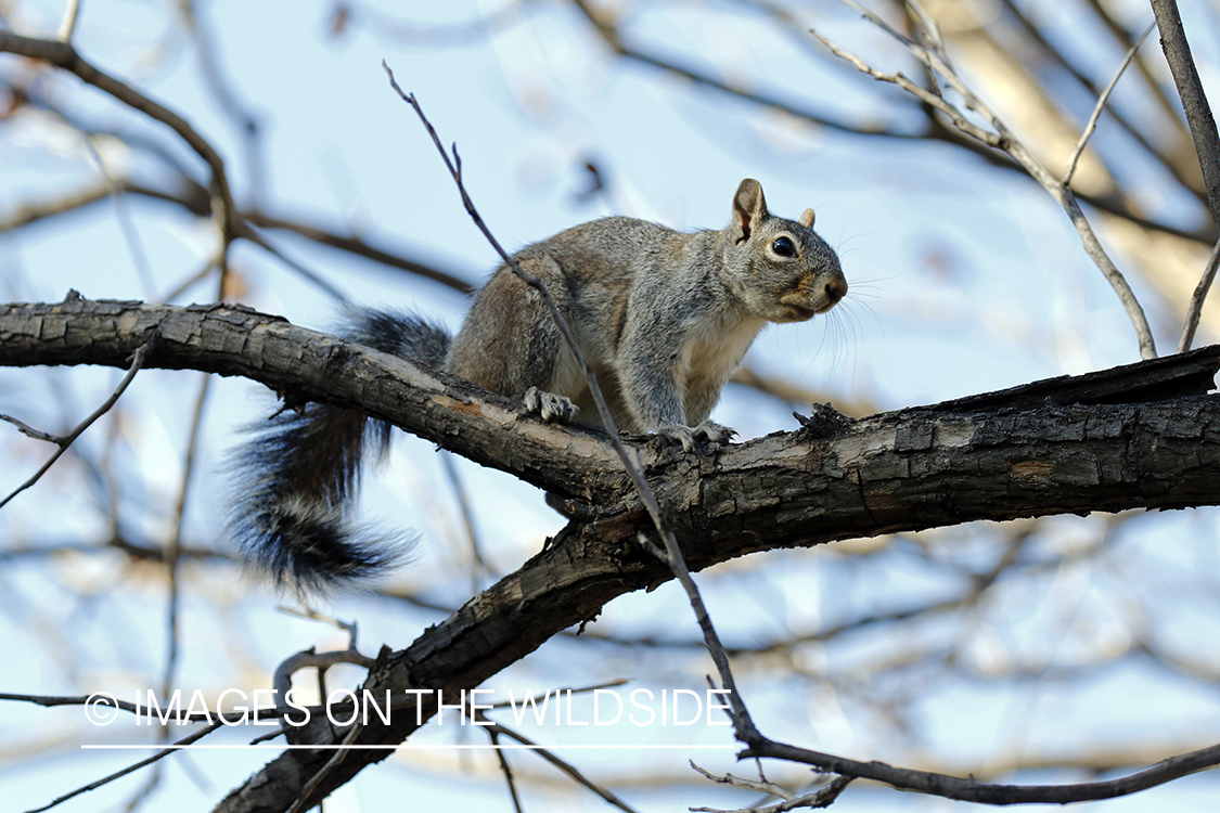 Gray Squirrel in habitat.