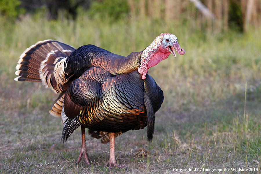Rio Grande Turkey in habitat. 
