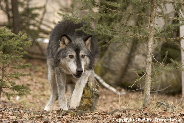 Gray wolf (black phase) in habitat.