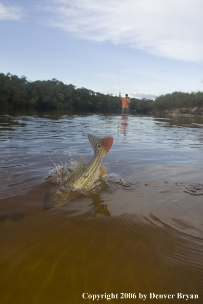 Fisherman with Peacock bass
