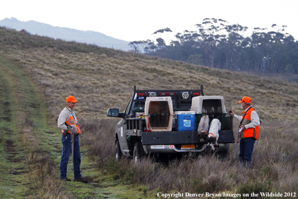 Upland game hunters in field with dogs, Hawaii. 