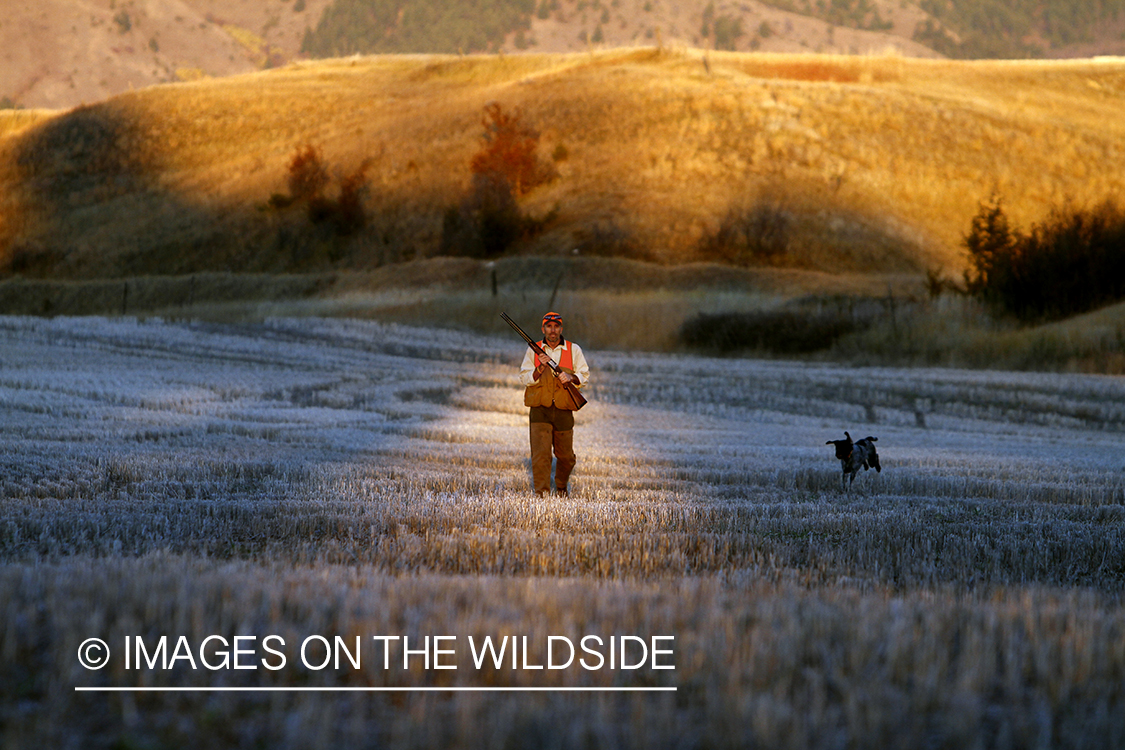 Upland game bird hunter in field with Griffon Pointer.