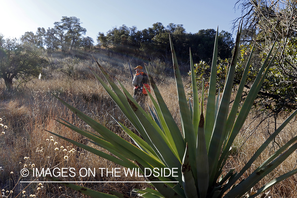 Mearns quail hunter in field.
