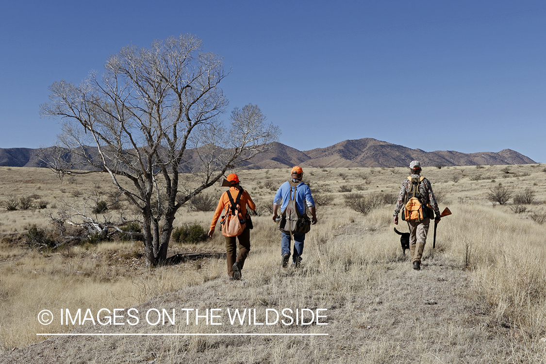 Upland game bird hunters with dogs in field.