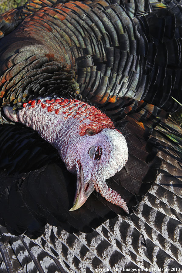 Recently killed turkey.