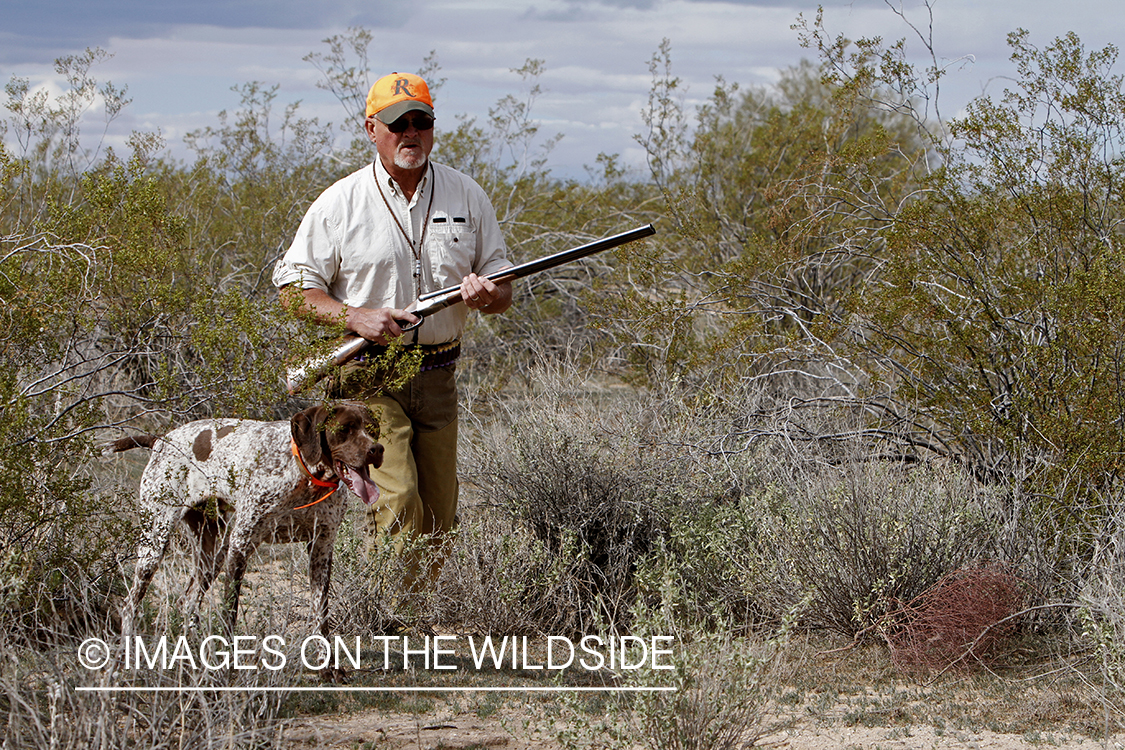 Quail hunter hunting Gambel's Quail in Arizona.