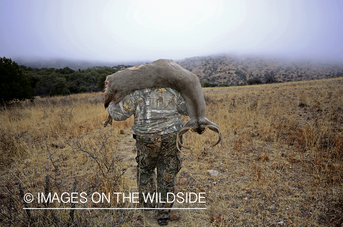 Hunter dragging deer.