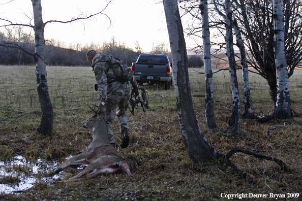 Bowhunter with bagged whitetail buck.