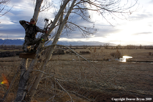 Bowhunter aiming bow from tree stand.