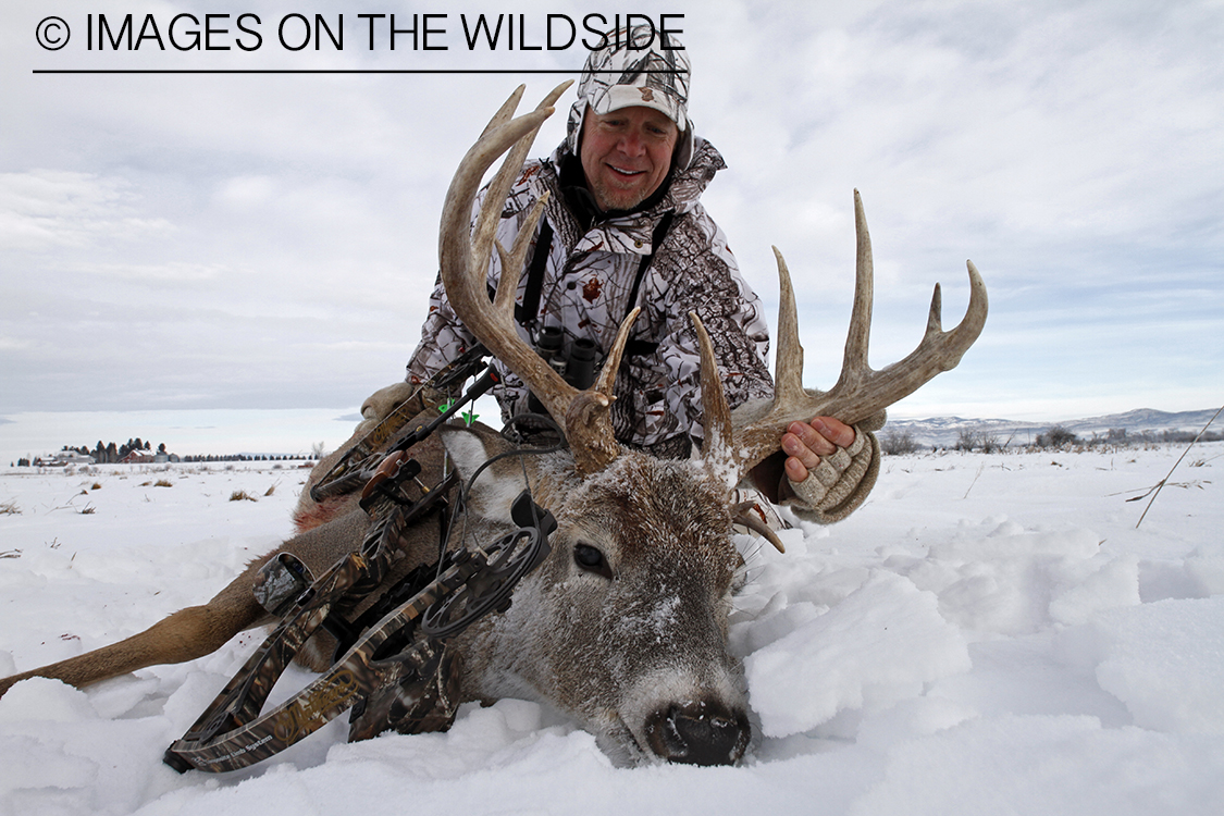 Bowhunter with bagged white-tailed deer.