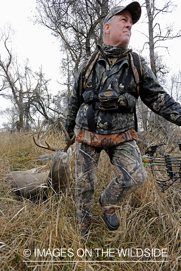 Bowhunter dragging bagged white-tailed buck.