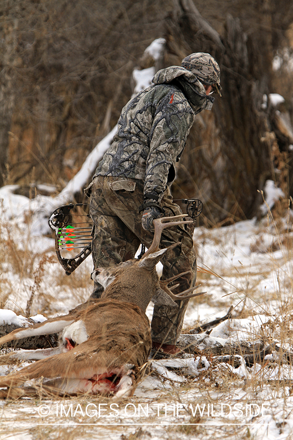 Bowhunter dragging bagged white-tailed buck.