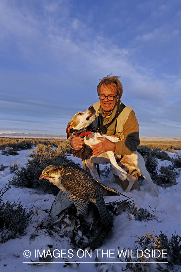 Gyr falcon on sage grouse with falconer and english pointer.