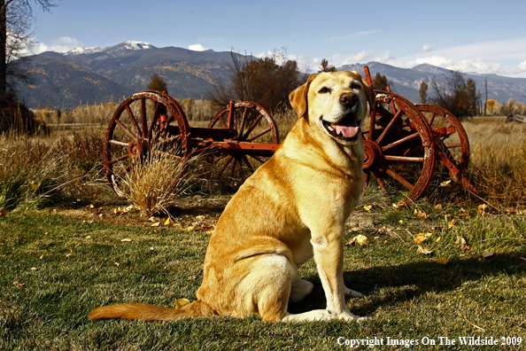 Yellow Labrador Retriever