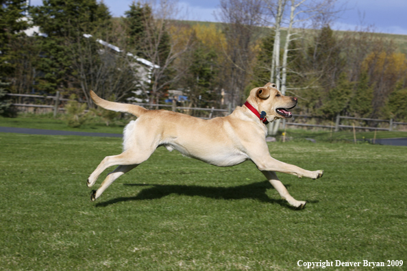Yellow Labrador Retriever in yard