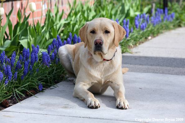 Yellow Labrador Retriever by flowers
