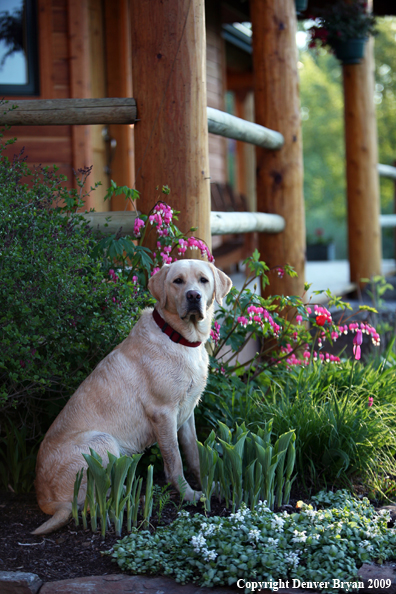 Yellow Labrador Retriever by flowers