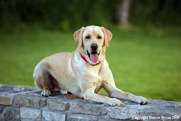 Yellow Labrador Retriever in yard