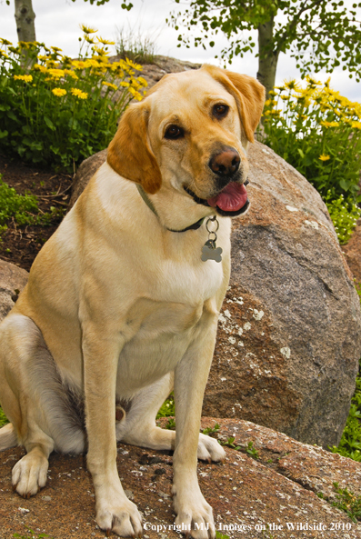 Yellow Labrador Retriever