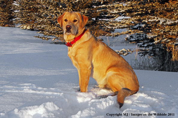 Yellow Labrador Retriever in winter