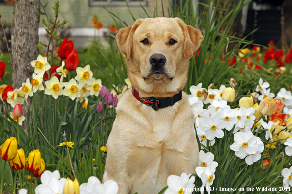 Yellow Labrador Retriever.