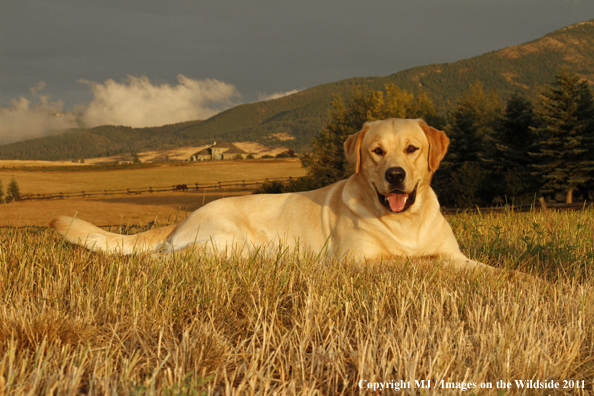 Yellow Labrador Retriever.