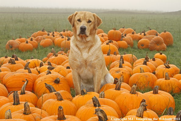 Yellow Labrador Retriever with pumpkins. 