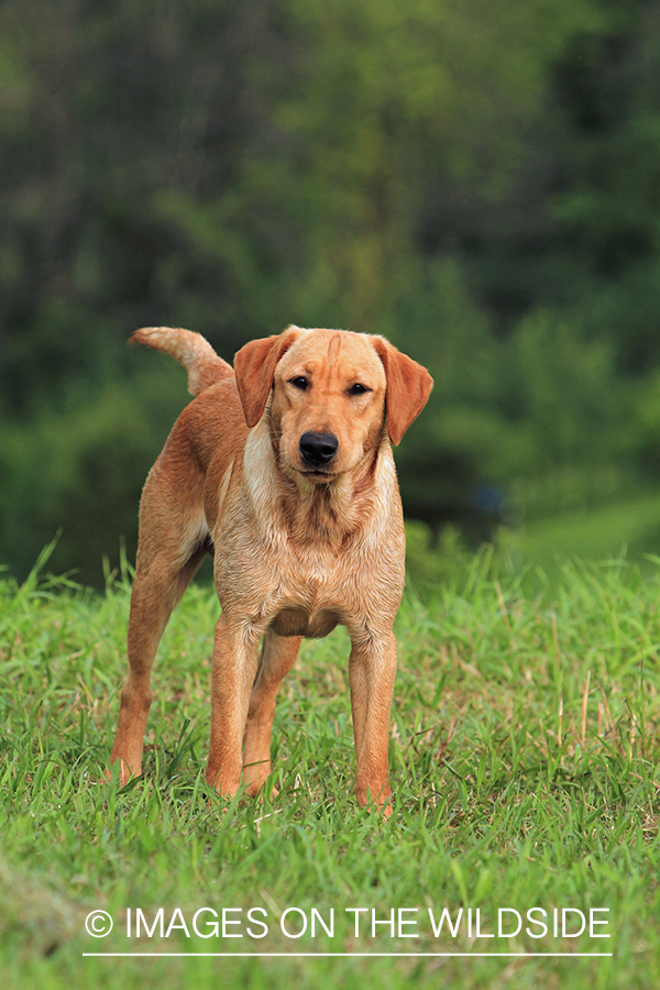 Yellow Labrador Retriever