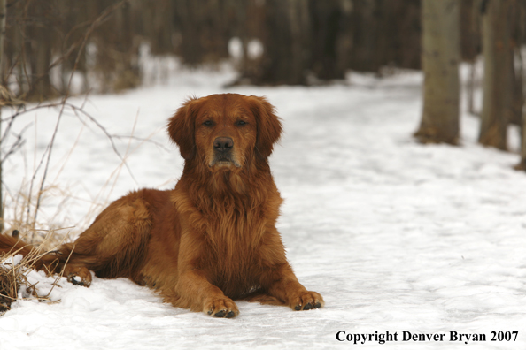 Golden Retriever in the snow.