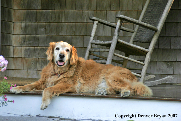 Golden Retriever