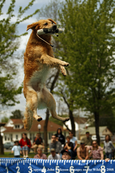 Golden Retriever Competing