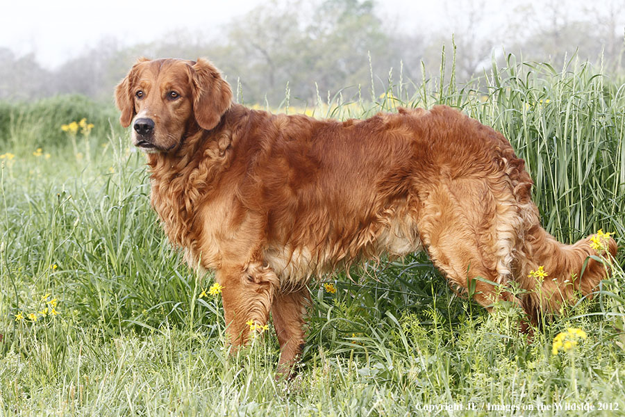 Golden Retriever.