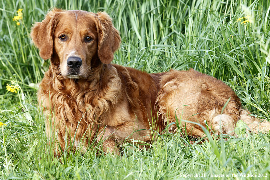 Golden Retriever