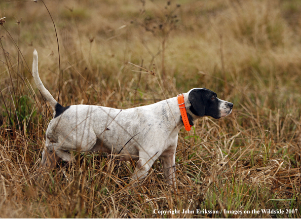 English Pointers in field.