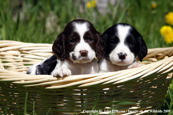 Springer Spaniel puppies in basket