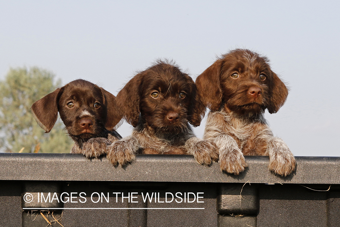 German Wirehair Pointer puppies