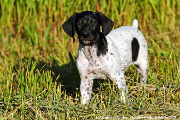 German Shorthaired pointer puppy in field