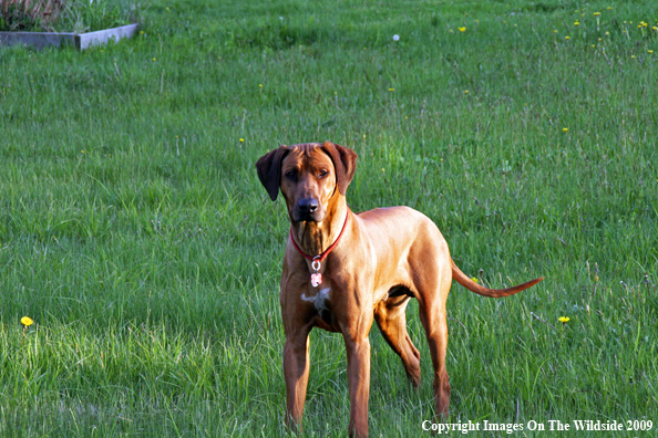 Rhodesian Ridgeback