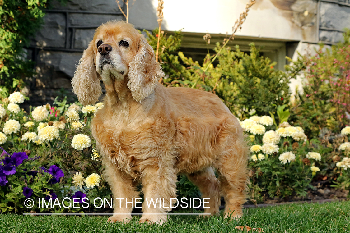 Cocker Spaniel in front of flowers.